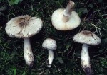 Wurzelnder Egerlingsschirmpilz-Leucoagaricus barssii