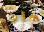 Fuchsbrauner Schirmling-Lepiota boudieri