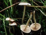 Sumpffälbling-Hebeloma helodes