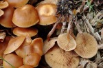 Glimmerstieliger Häubling-Galerina sideroides