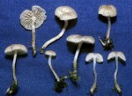Dünnstieliger Russhelmling-Fayodia gracilipes