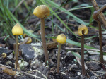 Zitronengelber Glöckling-Entoloma pleopodium