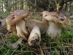 Pappelritterling-Tricholoma populinum