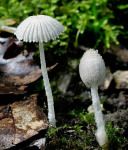 Hochstieliger Tintling-Coprinopsis cothurnata