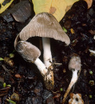 : Tintlinge-Coprinopsis phlyctidospora