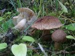 Zottiger Ritterling-Tricholoma vaccinum