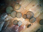: Allophylaria-Allophylaria soederholmii