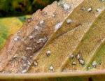 Kirsch-Sprühfleckenkrankheit-Blumeriella jaapii
