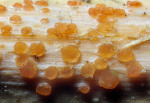 Orangefarbiges Brennesselbecherchen-Calloria neglecta