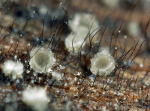 Schimmel-Haarbecherchen-Dematioscypha dematiicola