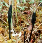 :-Geoglossum ophiogloss. var. sphagnophilum