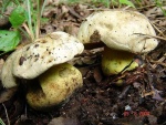 Wurzelnder Bitterröhrling-Boletus radicans