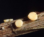 : Stengelbecherchen-Hymenoscyphus scutula var. suspectus