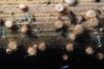 :-Lachnum carneolum