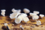 :-Lachnum nudipes
