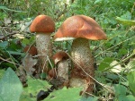 Eichenrotkappe-Leccinum quercinum