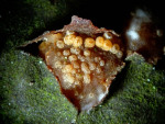 Weissbuchen-Rindenbecherchen-Pezicula carpinea