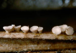 :-Pseudohelotium pineti