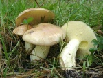 Körnchenröhrling-Suillus granulatus