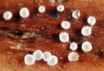 Weisses Farnbecherchen-Psilachnum chrysostigmum