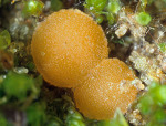 Scharlachroter Moosbecherling-Octospora coccinea