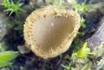 Brauner Brandstellen-Haarbecherling-Tricharina praecox