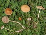 Geschwänzter Ackerling-Agrocybe arvalis