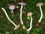Schmächtiger Birkenschleimfuss-Cortinarius betulinus