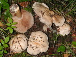 Graublättriger Klumpfuss-Cortinarius caerulescentium