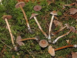Kleiner Pelargoniengürtelfuss-Cortinarius diasemospermus