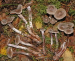 Duftender Gürtelfuss-Cortinarius flexipes