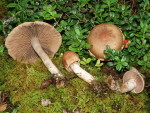 Purpurroter Gürtelfuss-Cortinarius paragaudis