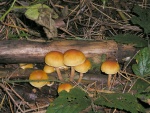Gemeiner Samtfussrübling-Flammulina velutipes