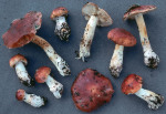 Vielgestaltiger Schleimkopf-Cortinarius variegatus