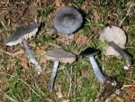 Stahlblauer Rötling-Entoloma nitidum