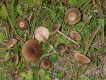 Rhombensporiger Rötling-Entoloma rhombisporum var. rhombisporum