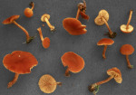 Orangebrauner Flockenschüppling-Flammulaster limulatus var. limulatus