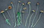Sumpfhäubling-Galerina sphagnorum