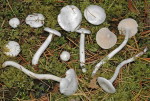 Fichtenschneckling-Hygrophorus piceae