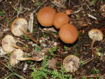 Rauhsporiger Schwefelkopf-Hypholoma udum