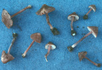 Schönsporiger Risspilz-Inocybe calospora