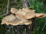 Schuppiger Stielporling-Polyporus squamosus