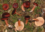 Braunroter Milchling-Lactarius badiosanguineus