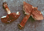 Ringloser Stachelschirmling-Lepiota perplexa