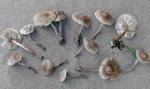 Kleinsporiges Graublatt-Tephrocybe baeosperma