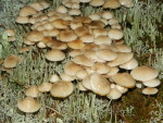 Schlüpfriger Helmling-Mycena laevigata
