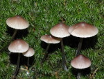 Lilaschneidiger Helmling-Mycena purpureofusca