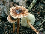 Kastanienbrauner Schirmling-Lepiota castanea