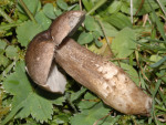 Schwärzender Wiesenritterling-Porpoloma metapodium