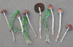 Moor-Zärtling-Psathyrella sphagnicola